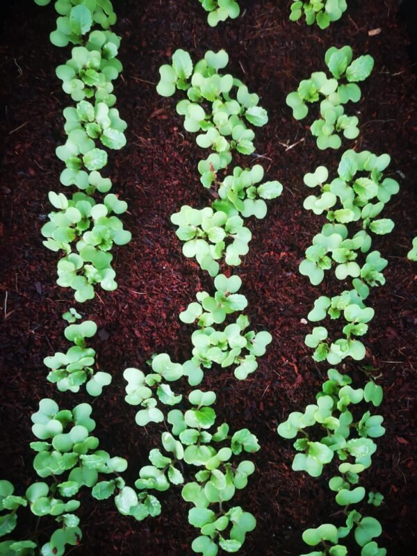 Talborne Eco Green Seedling Food 6:2:5 - Image 2