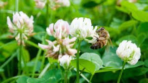 Clovermix Cover Crop