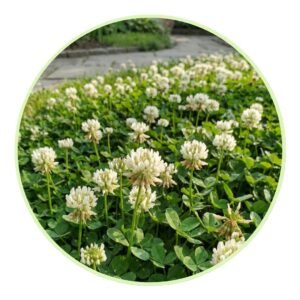 Dwarf Micro Clover